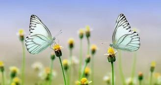 Fête de la nature à Blanzaguet