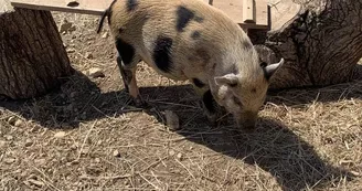 Ferme pédagogique - La Ferme du Grand Chemin