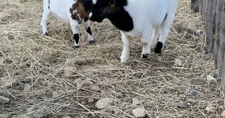 Ferme pédagogique - La Ferme du Grand Chemin