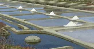 Visite guidée de l'Ecomusée et découverte du marais salant