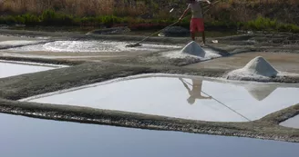 Visite guidée de l'Ecomusée et découverte du marais salant