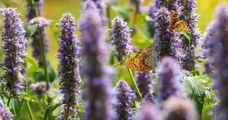 Sortie nature pour les écoles