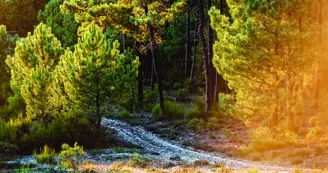 Jeu de piste "À la découverte de la Forêt de la Coubre"