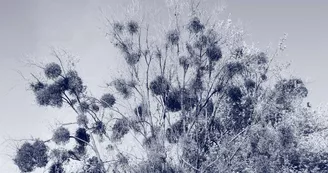 Exposition cyanotypes