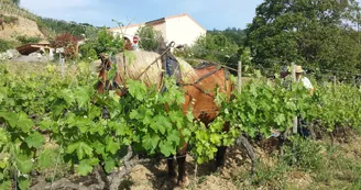 Domaine Guy Farge