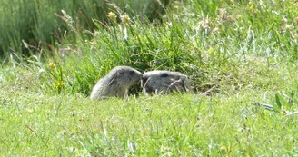 Les Marmottes du Mézenc