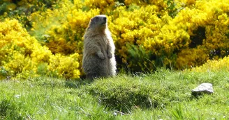 Les Marmottes du Mézenc