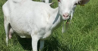 La Chèvre Blanche