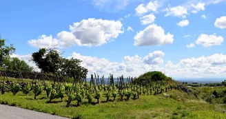 Domaine Finon