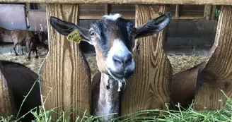 La ferme de l'Amélie