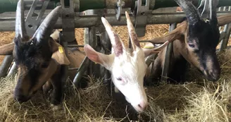 La ferme de l'Amélie