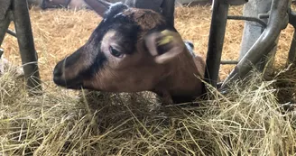 La ferme de l'Amélie