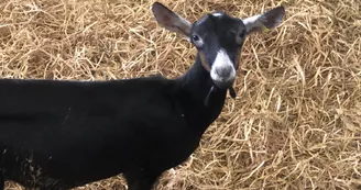 La ferme de l'Amélie