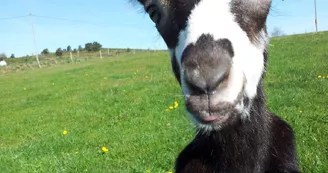 La ferme de l'Amélie