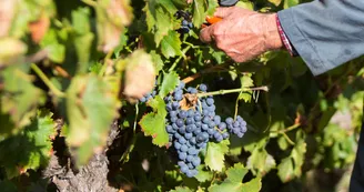 Petit marché primeur hebdomadaire