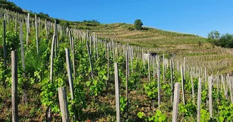 Domaine Romain D'Aniello