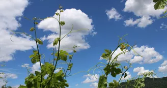 Domaine Christophe Bombrun