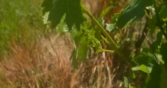 Domaine Christophe Bombrun