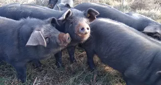 Ferme du Plateau des Soies