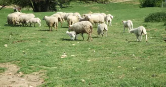 La Ferme de Simondon - Gîte de Groupe