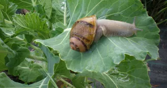 Escargots Saint-Félicien Ardèche