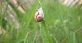 Escargots Saint-Félicien Ardèche