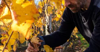 Domaine Rodolphe Duculty