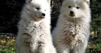 Parc animalier La Vallée d'Amarok