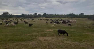 Ferme de M. Fournet Didier