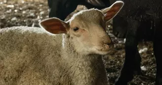 Ferme de M. Fournet Didier