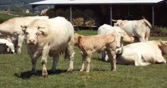 La ferme des Bombyx