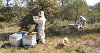 Terre d'abeilles : exploitation individuelle