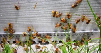 Terre d'abeilles : exploitation individuelle