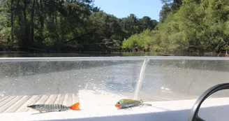 pêche-en-eau-douce5-grands-lacs-landes