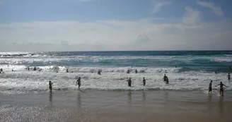 baignade-bisca-ocean-plage