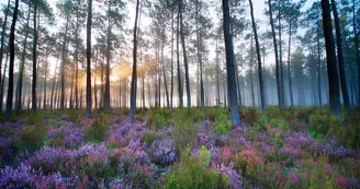 foret-bruyere-randonnee-bisca