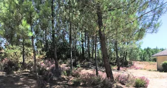 Au P'Tit Creux des landes plat forêt