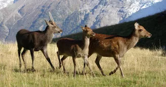 Parc animalier de Merlet