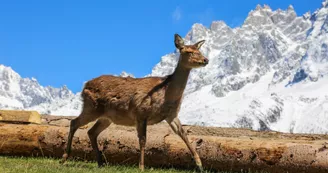 Parc animalier de Merlet