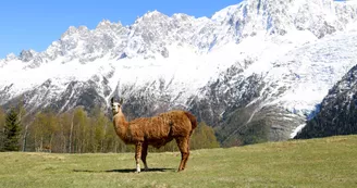 Parc animalier de Merlet