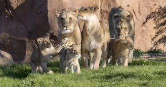 ZooParc de Beauval