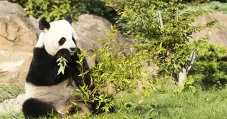 ZooParc de Beauval