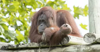 ZooParc de Beauval