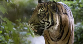 ZooParc de Beauval