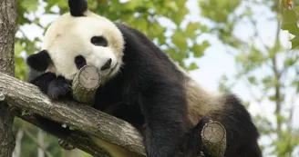 ZooParc de Beauval