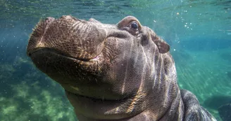 ZooParc de Beauval