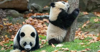 ZooParc de Beauval