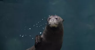 ZooParc de Beauval