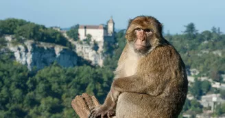 La Forêt des Singes