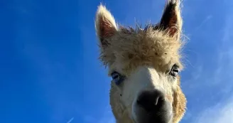 Les Alpacas de Fons